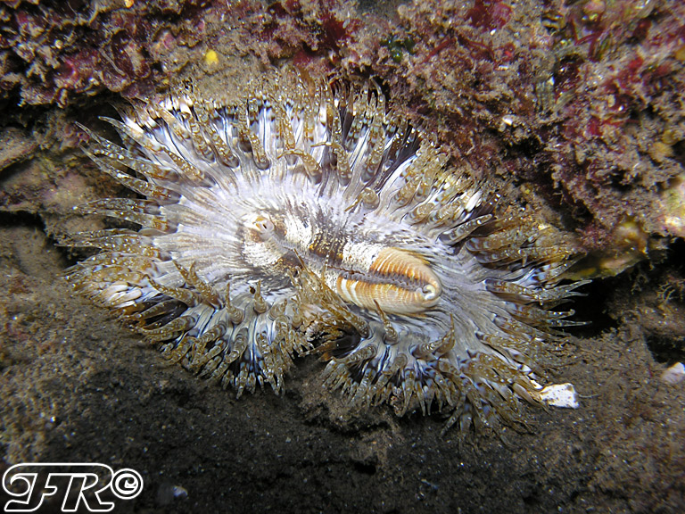 Cereus pedunculatus